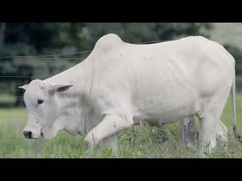 NELORE WBS - 1677 FIV DA FST - WBS 1677