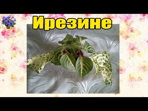 Ирезине — выращивание и уход в домашних условиях