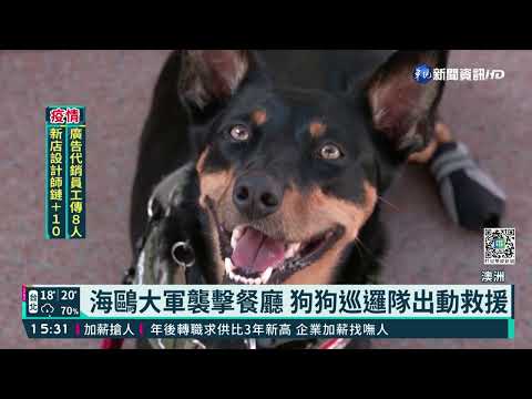 海鷗大軍偷襲 雪梨歌劇院濱海餐廳變調