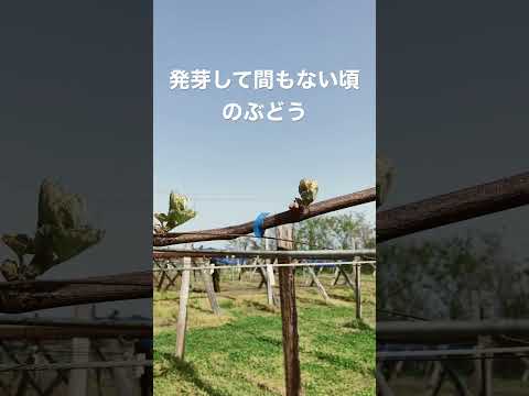 ブドウの木を植える方法 良い冬の避難所を提供する