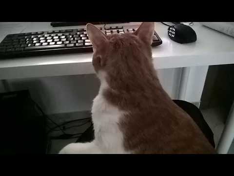 Kalsifer the Cat and the Carrot