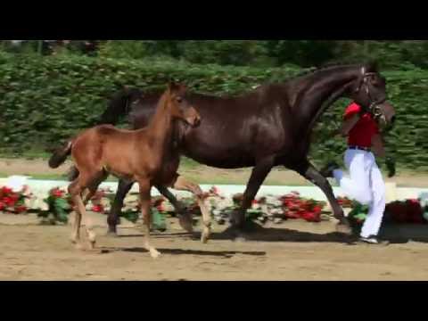 119 Full House Hengst v. Feedback - Casaretto