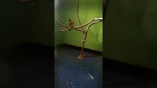 Download lagu #Burung tledekan gunung gacor# mp3 Download lagu #Burung tledekan gunung gacor# mp3