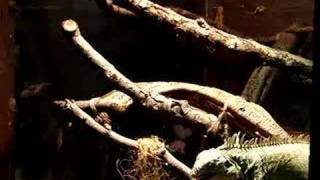 Nicki the iguana and the raspberry