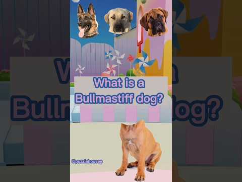 wrong head change puzzle Bullmastiff dog | Mencocokkan kepala anjing #bullmastiff #shorts #puzzle