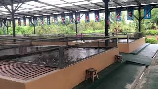preview picture of video 'Tosai 2019 Nimit Koi Farm'