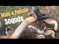 African Geese: Sounds between a male & female