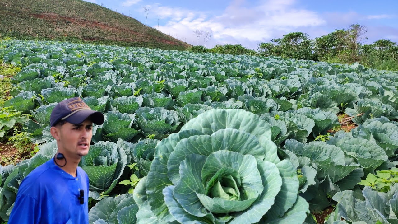 NÃO PLANTE REPOLHO ANTES DE VER ESTE VÍDEO 🥬 PRODUZ MUITO GASTANDO POUCO