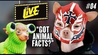 L&P Live: Animal of the week 2