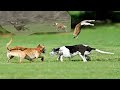 Coursing Dogs Chasing Wild Hare 9 Longest Jump Ever Of Hare What Is Coursing In Greyhound Racing
