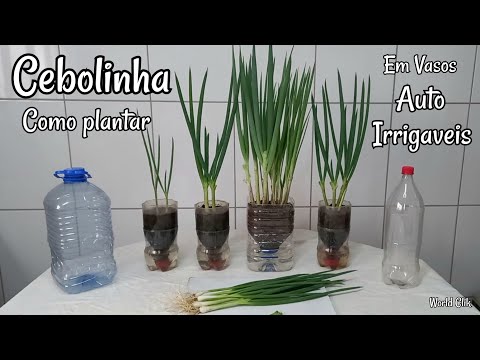 , title : 'Como Plantar Cebolinha - Vaso Auto Irrigável em Garrafa Pet  passo a passo'