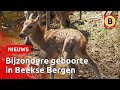 Bijzonder: Pater-Davidshert geboren in Beekse Bergen | Omroep Brabant