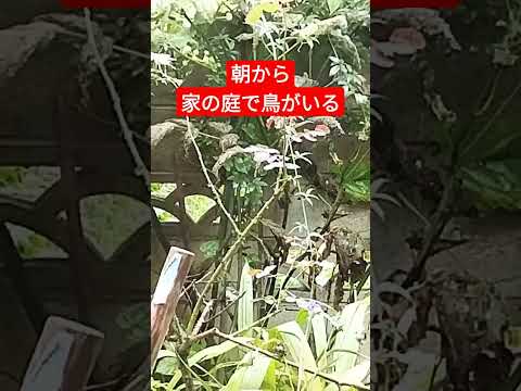 シジュウカラを引き付ける植物は何ですか