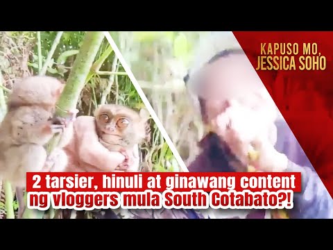 2 tarsier, hinuli at ginawang content ng vloggers mula South Cotabato?! Kapuso Mo, Jessica Soho