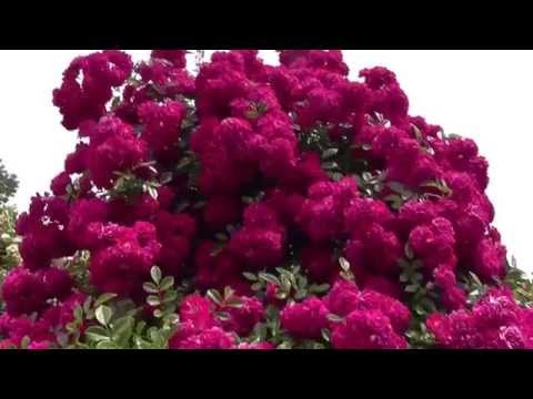 つるバラ「スーパーエクセルサ」 植物