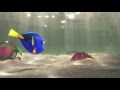 Finding Dory | Officiële Trailer (NL gesproken) | Disney NL