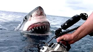 TOP 5 Aterradores Encuentros Con Tiburones Captados En Cámara || TOP 10 VÍDEOS