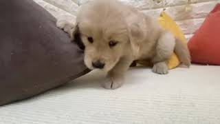 ゴールデンレトリバーの動画01