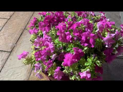 Bcm115 Lumiere Films: Where I'm From (remoscope)