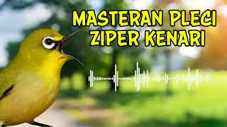 Download lagu Masteran Pleci Wit Wit Zipper Kenari – Nembak Panjang mp3 Download lagu Masteran Pleci Wit Wit Zipper Kenari – Nembak Panjang mp3