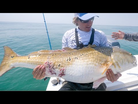 SIGHT FISHING GIANT SCHOOLS Of Bull Redfish on TOPWATER LURES!