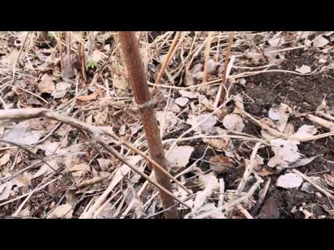 Odlingsdagboken lördag - jordärtskockor och kirskål
