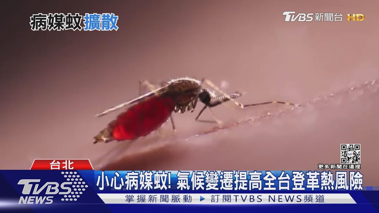 有片/氣候變遷全台更濕熱 登革熱病媒蚊也往北漂