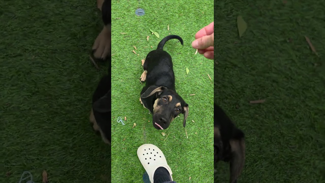 Agnes, an adopted mixed breed in Blairstown, NJ video 6/6