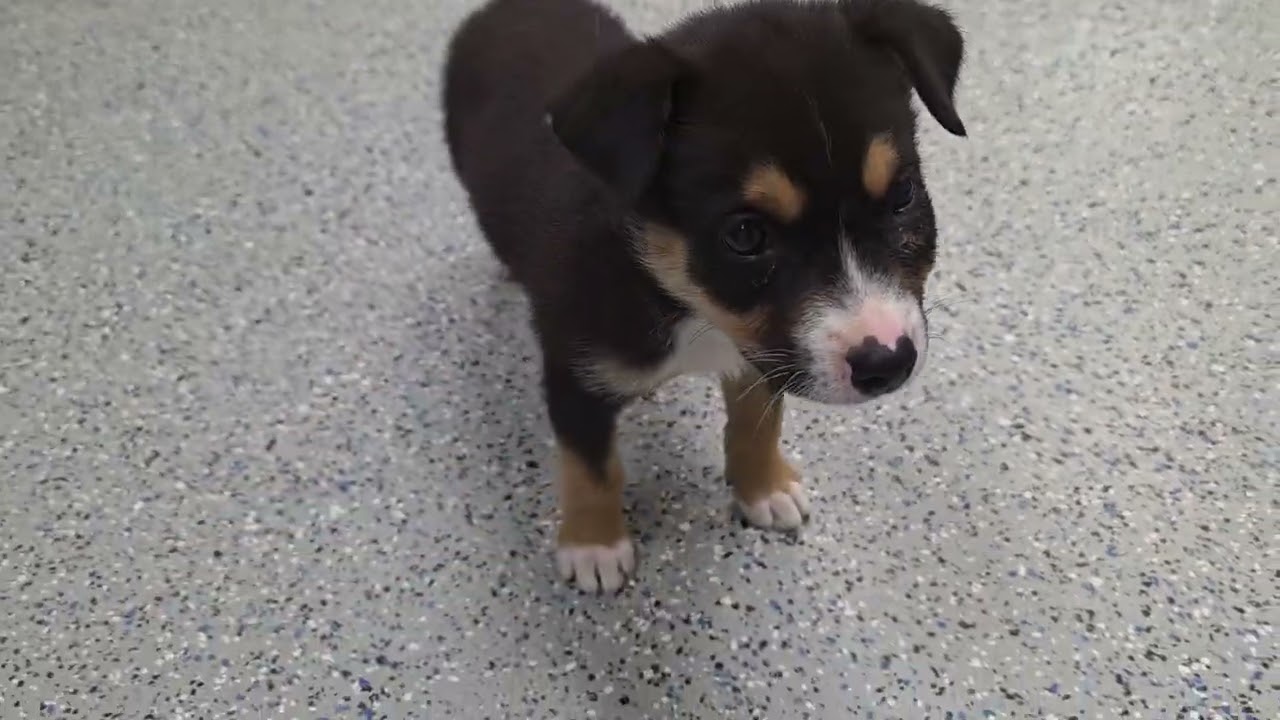 Cali, a Adoptable mixed breed in California City, CA video 4/4