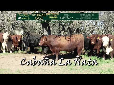 DE FRENTE AL CAMPO junto a CABAÑA LA ÑATA - AMADEO DERITO -