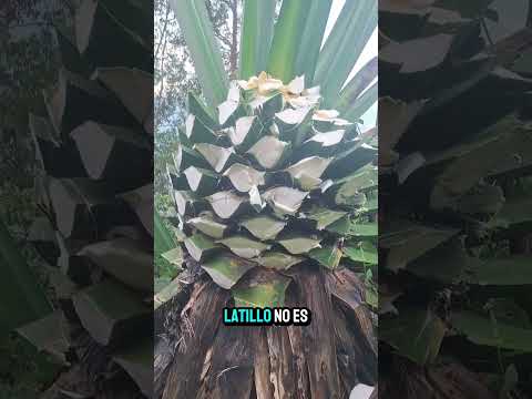 Nuestra visita a la Finca el Hatillo en la Peña Cundinamarca. 