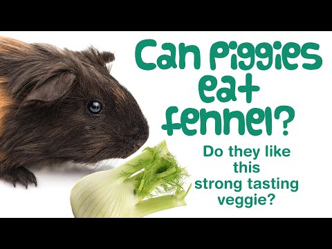 YouTube video about: Can guinea pigs eat fennel?