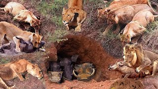 What Warthog Had To Do To Escape The Lions' Hunt | Survival Battle | The Harsh Life of Animal World