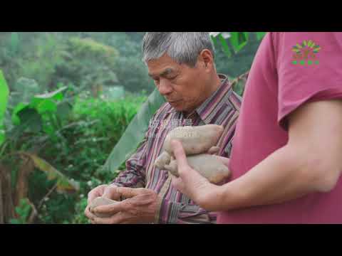 地瓜園的奇蹟 青年返鄉創業不孤單