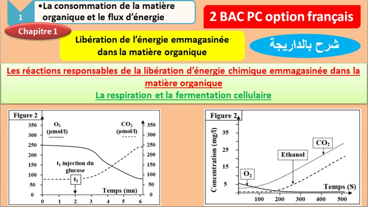 les réactions responsables de la libération d'énergie emmagasinée dans la matière organique partie 1