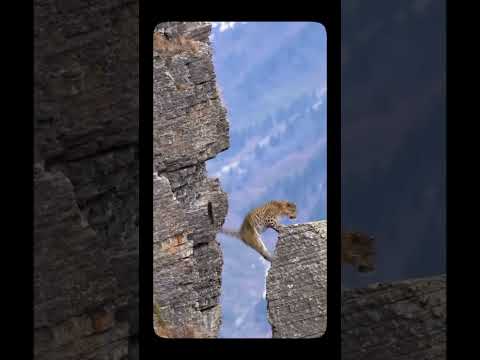 Young Mountain Goat Escapes Leopard on Cliff! 🐐🐆⛰️ #Wildlife #Nature #MountainAnimals