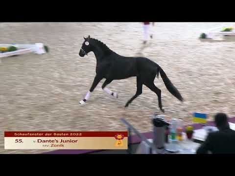 55 --- Dante's Junior/Zonik - Freilaufen