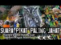 MP3 SUARA PIKAT PALING JAHAT Untuk Semua Jenis Burung Kecil