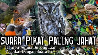 Download lagu MP3.. SUARA PIKAT PALING JAHAT. Untuk Semua Jenis Burung Kecil.. mp3 Download lagu MP3.. SUARA PIKAT PALING JAHAT. Untuk Semua Jenis Burung Kecil.. mp3