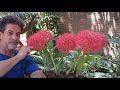 Transplante # Dormência à Floração # Coroa Imperial