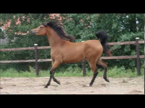 Ero's Romantique ( Marhaabah x Raville)  still going strong!!