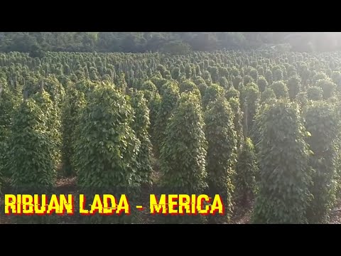 , title : 'Perkebunan Merica - Lada Di luwu Timur Danau Towuti'