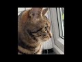Ginger Cat And Tabby Cat Fight Over Territory