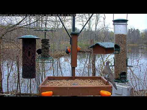 Orioles Bookend Suet Feeder While American Robin Visits | Cornell FeederWatch Cam – May 6, 2020