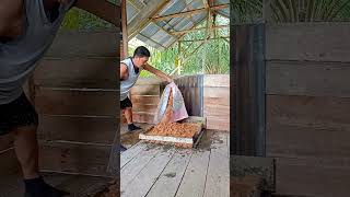 Download lagu Membuat Dapur Kayu di Pondok Kebun🔥 mp3