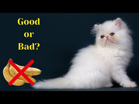 Can Persian Cat Eat Banana? | Is banana safe for Persian cats?