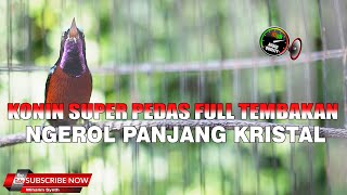 Download lagu ASLI KONIN SUPER PEDAS !! KONIN GACOR FULL ISIAN TEMBAKAN NGEROL PANJANG mp3 Download lagu ASLI KONIN SUPER PEDAS !! KONIN GACOR FULL ISIAN TEMBAKAN NGEROL PANJANG mp3