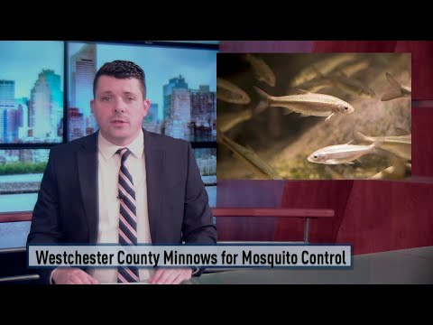NY Westchester County Utilizing Minnows For Mosquito Larvae Control