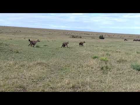 Hyena Mating in the Maasai Mara