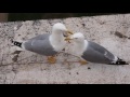 Seagulls Mating